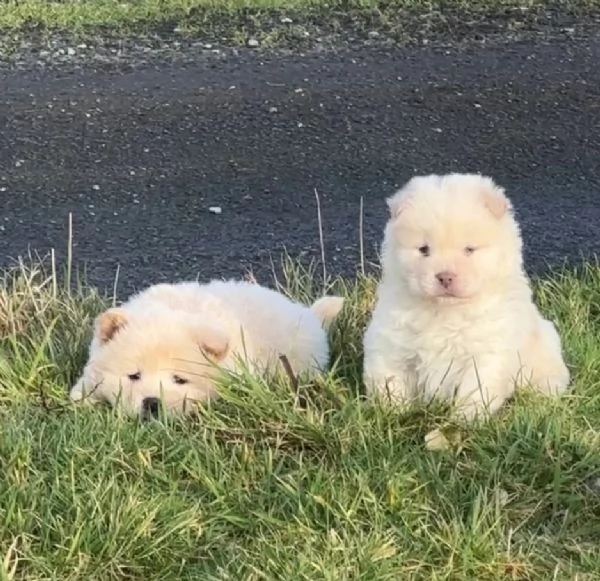 3cuccioli di chow chow  | Foto 0