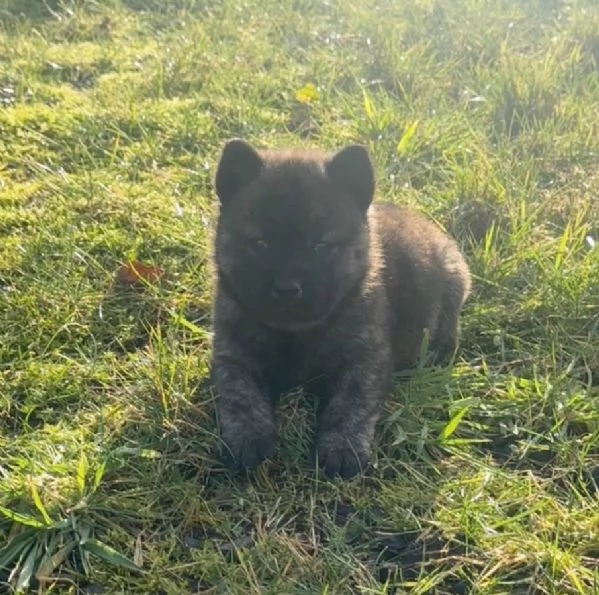 Disponibili cuccioli di chow chow femminucce e maschietti 