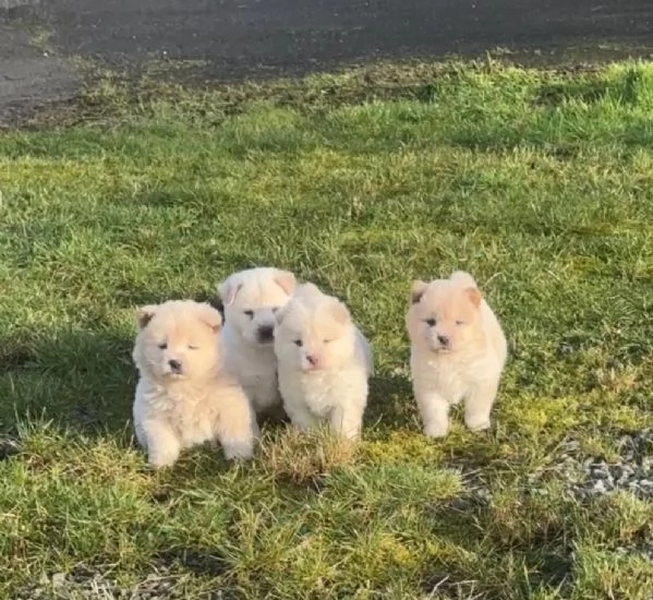 Disponibili cuccioli di chow chow femminucce e maschietti  | Foto 0