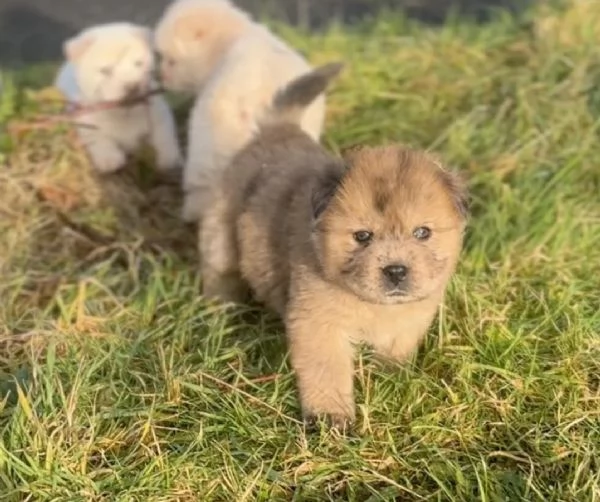 cuccioli di chow chow amorevoli cercano nuove case | Foto 2