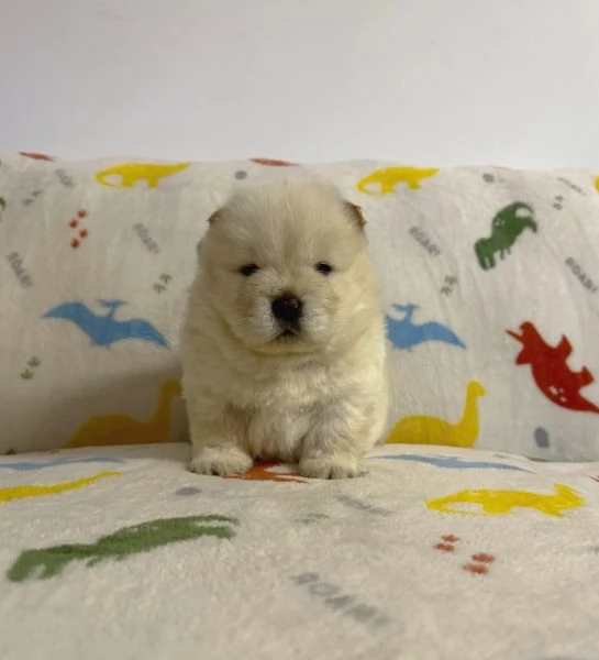 cuccioli di chow chow amorevoli cercano nuove case