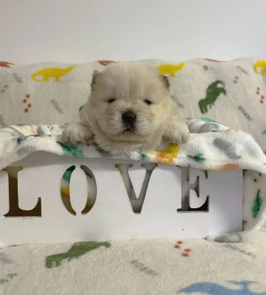 cuccioli di chow chow amorevoli cercano nuove case | Foto 0