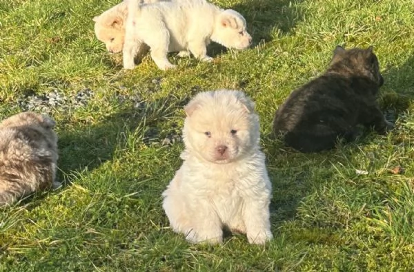 amorevoli cercano nuove case chow chow femminucce e maschietti  | Foto 0
