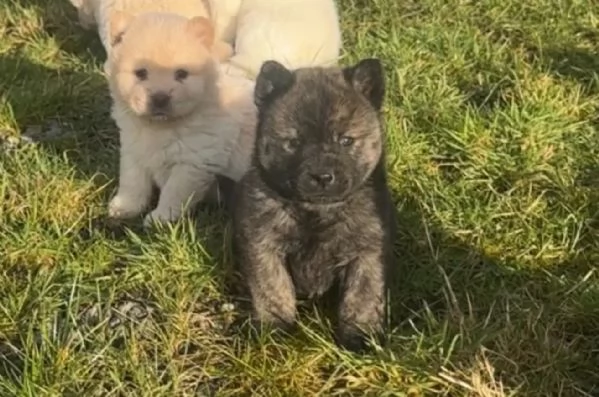amorevoli cercano nuove case chow chow femminucce e maschietti 