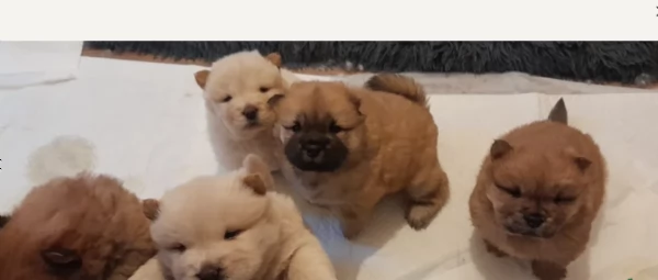 cuccioli di Chow Chow per adozione
