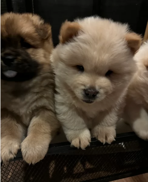 cuccioli di Chow Chow per adozione