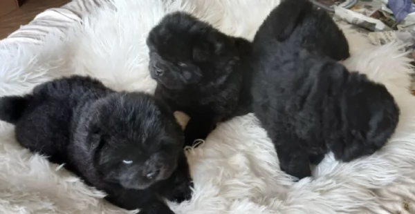 cuccioli di Chow Chow per adozione