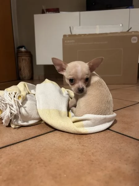 Cucciola chihuahua toy