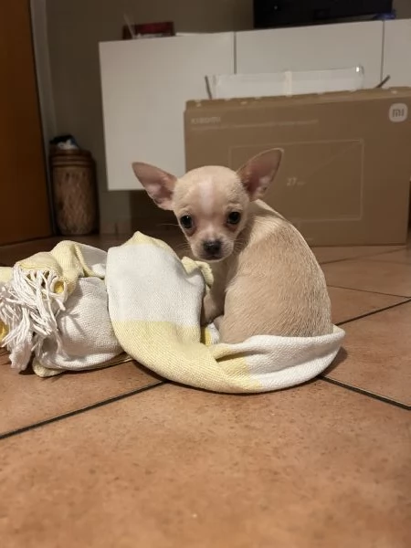 Cucciola chihuahua toy | Foto 1