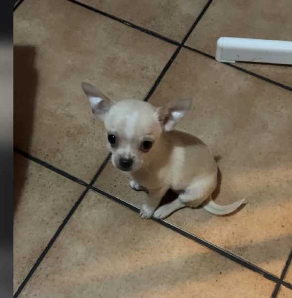 Cucciola chihuahua toy | Foto 0