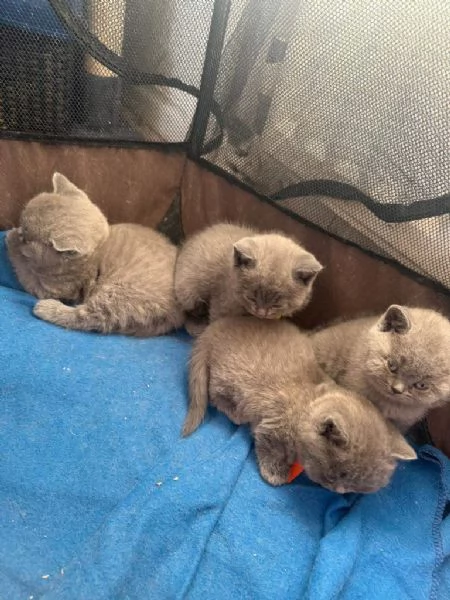 Gatti British Shorthair FELV, FIV