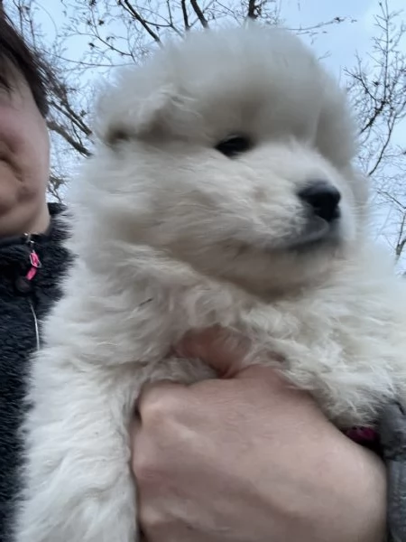 Cuccioli di Samoiedo bellissimi 