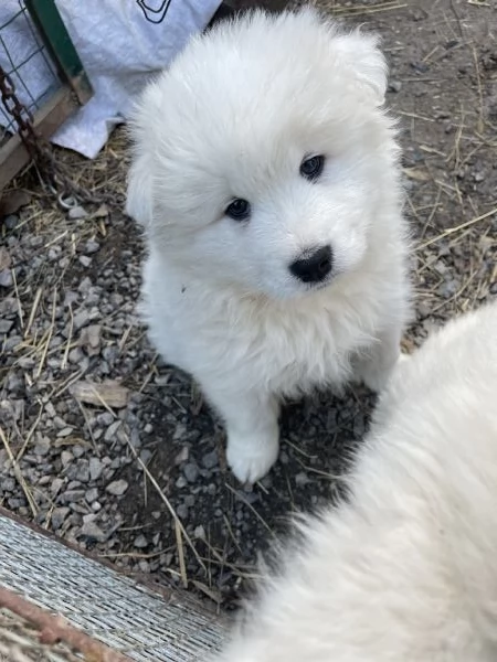 Cuccioli di Samoiedo bellissimi  | Foto 6