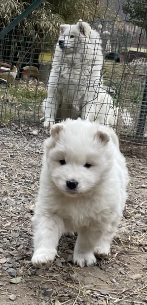 Cuccioli di Samoiedo bellissimi  | Foto 5