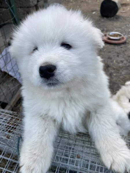 Cuccioli di Samoiedo bellissimi  | Foto 4