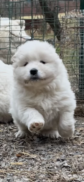 Cuccioli di Samoiedo bellissimi  | Foto 3