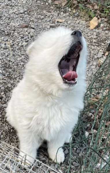 Cuccioli di Samoiedo bellissimi  | Foto 2