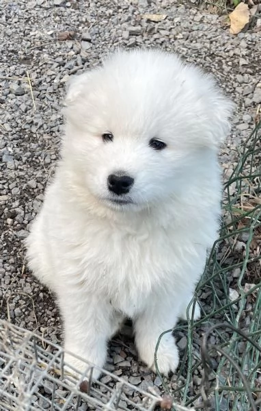 Cuccioli di Samoiedo bellissimi  | Foto 1