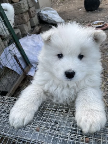Cuccioli di Samoiedo bellissimi  | Foto 0