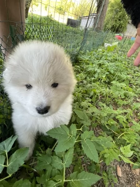 Cuccioli di Samoiedo meravigliosi 