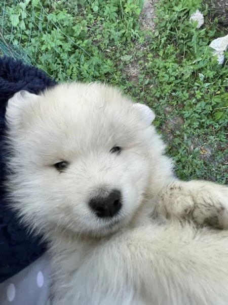 Cuccioli di Samoiedo meravigliosi  | Foto 2