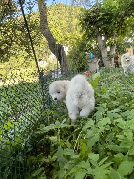 Cuccioli di Samoiedo meravigliosi  | Foto 1