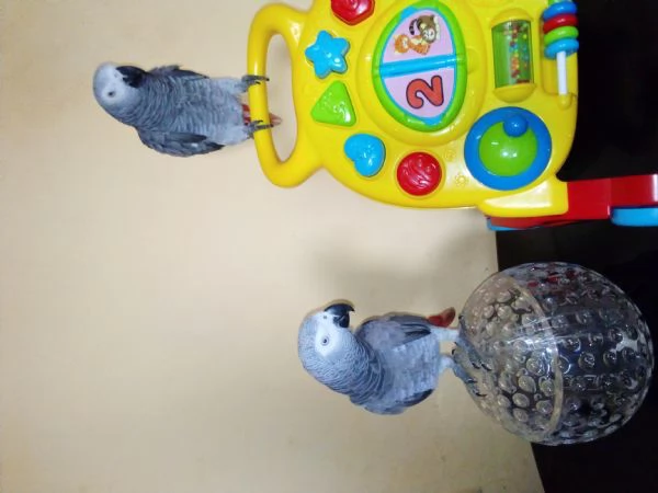 Splendidi uccellini (maschi e femmine). | Foto 1