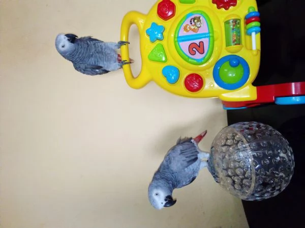 Splendidi uccellini (maschi e femmine).