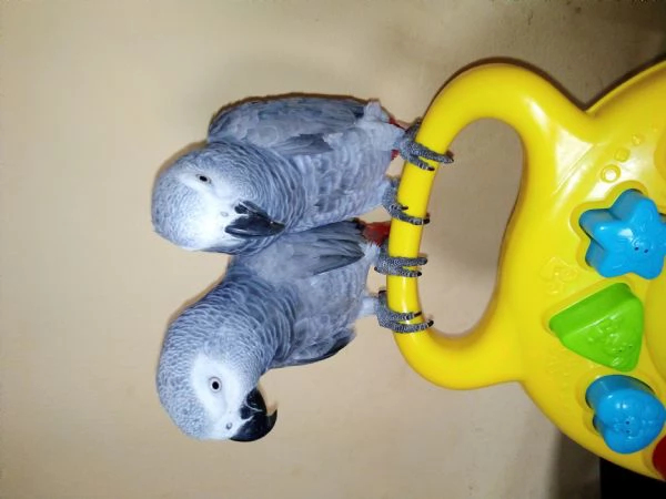 Splendidi uccellini (maschi e femmine). | Foto 0