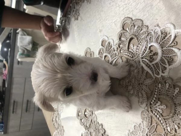 Cuccioli Maltese