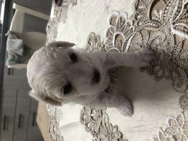 Cuccioli Maltese | Foto 0