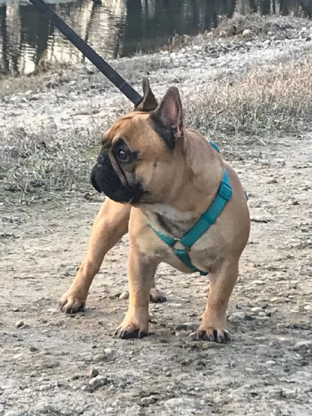 Bouledogue Francese Maschio per Accoppiamento  | Foto 4
