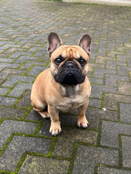 Bouledogue Francese Maschio per Accoppiamento  | Foto 3