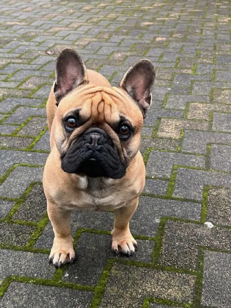 Bouledogue Francese Maschio per Accoppiamento  | Foto 2