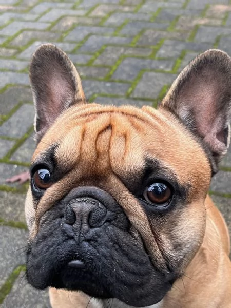 Bouledogue Francese Maschio per Accoppiamento  | Foto 1