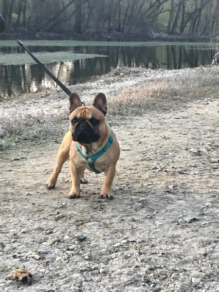 Bouledogue Francese Maschio per Accoppiamento  | Foto 0