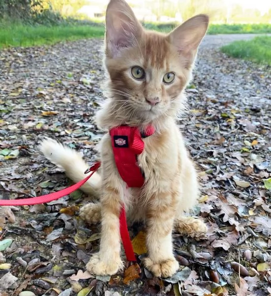 Grazioso gattino Maine Coon in cerca di una nuova casa.