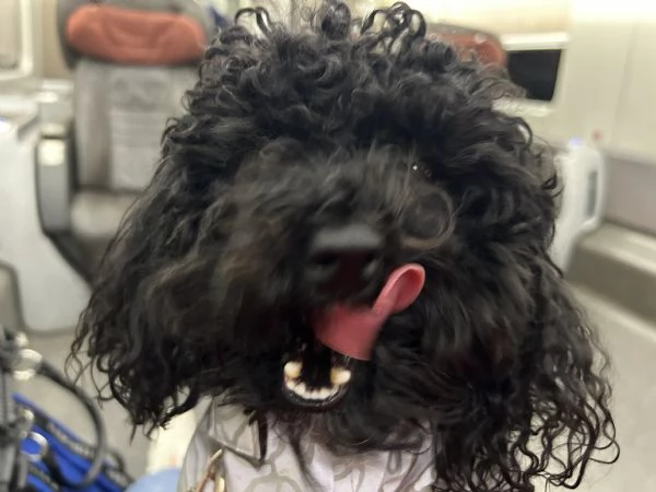 Accoppiamento  | Foto 2