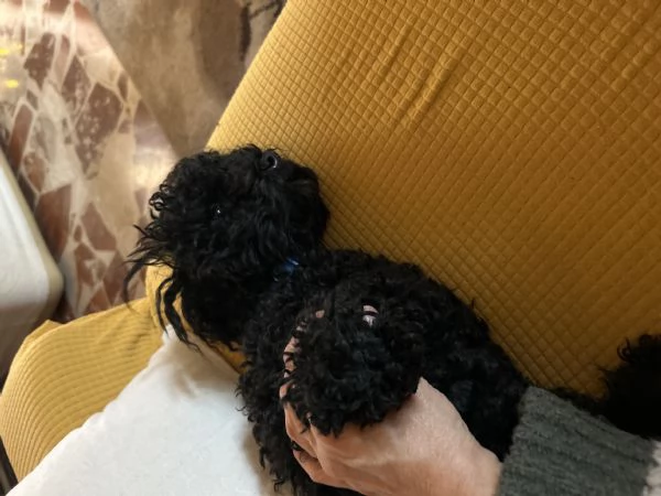 Accoppiamento  | Foto 1