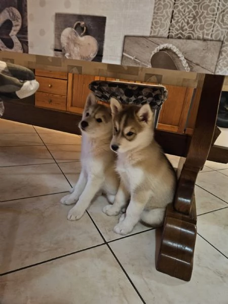 Siberian husky  | Foto 5