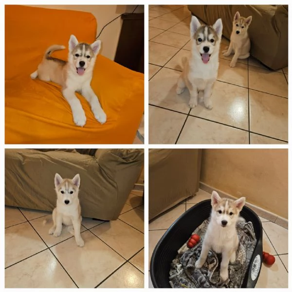 Siberian husky  | Foto 4