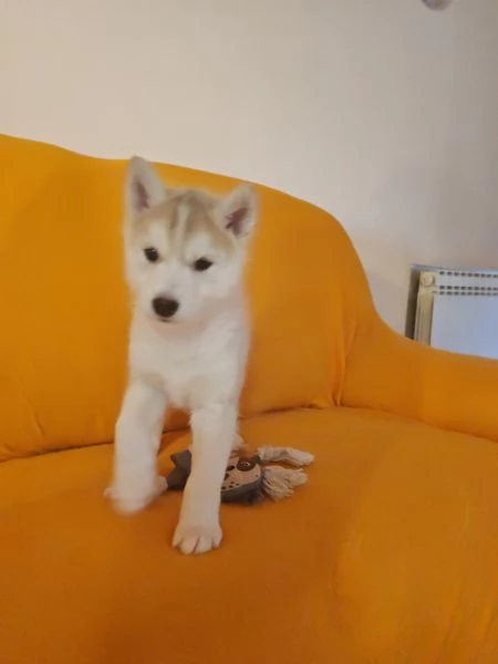 Siberian husky  | Foto 3
