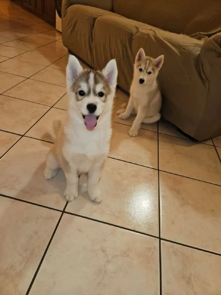 Siberian husky  | Foto 2