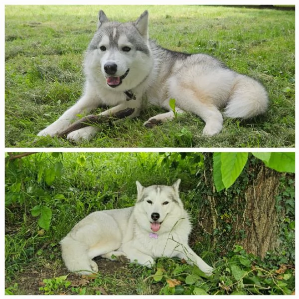 Siberian husky  | Foto 1