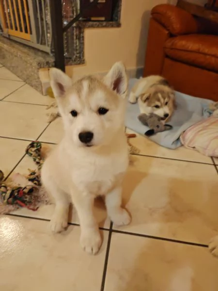 Siberian husky  | Foto 0