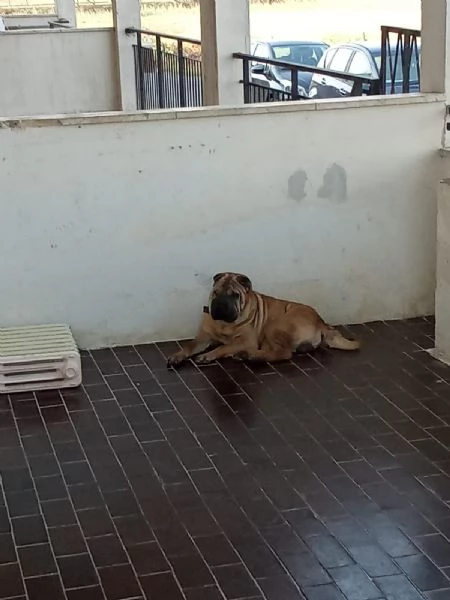 Sharpei  | Foto 5