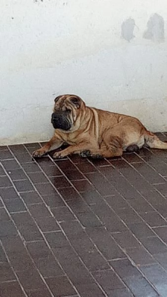 Sharpei  | Foto 4