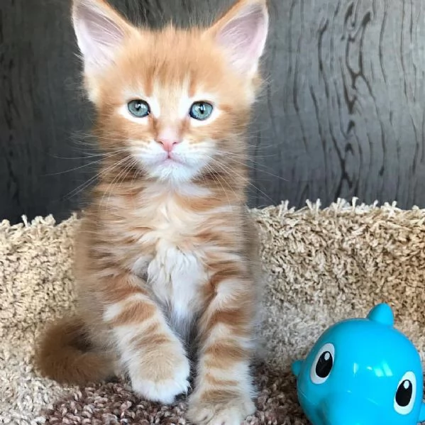 Gattini Maine Coon: innamoratevi di questi soffici giganti! | Foto 0