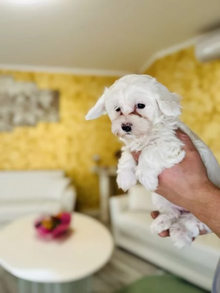 Bichon frise a poil | Foto 4