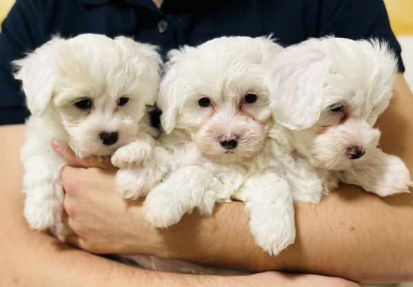 Bichon frise a poil | Foto 3